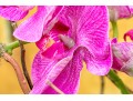 Faux Potted Purple Orchid
