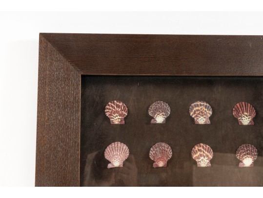 Trio Of Framed Sea Shell Shadowbox Displays