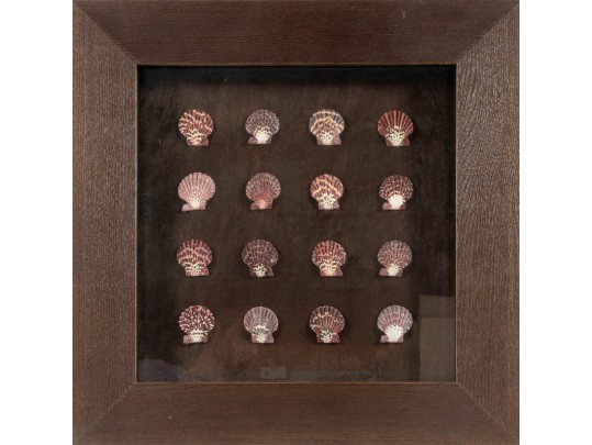 Trio Of Framed Sea Shell Shadowbox Displays