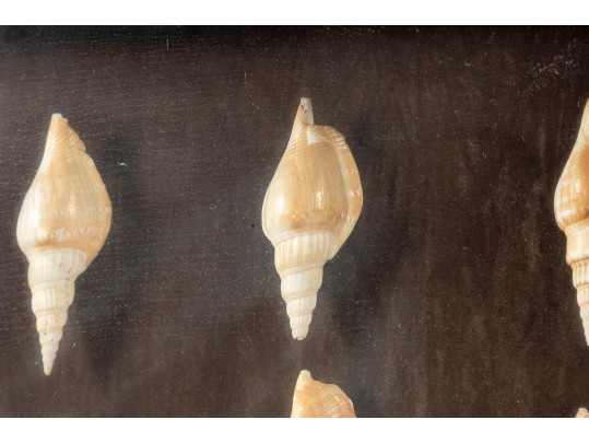 Trio Of Framed Sea Shell Shadowbox Displays