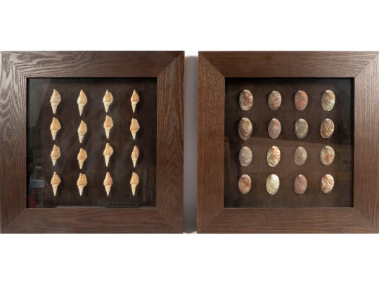 Trio Of Framed Sea Shell Shadowbox Displays