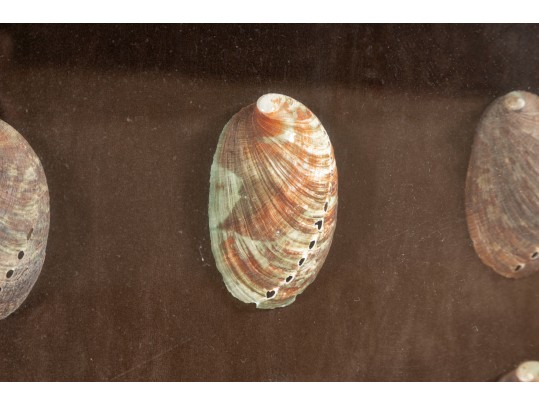 Trio Of Framed Sea Shell Shadowbox Displays