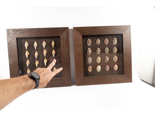 Trio Of Framed Sea Shell Shadowbox Displays