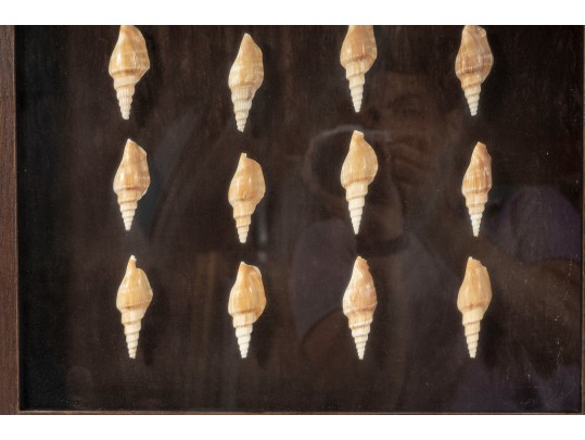 Trio Of Framed Sea Shell Shadowbox Displays
