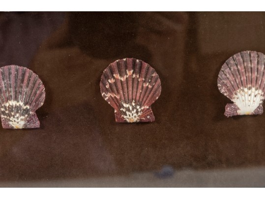 Trio Of Framed Sea Shell Shadowbox Displays