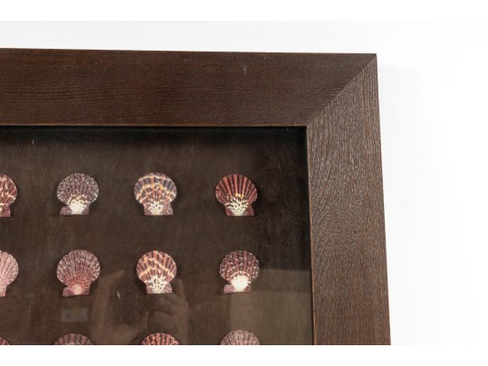 Trio Of Framed Sea Shell Shadowbox Displays