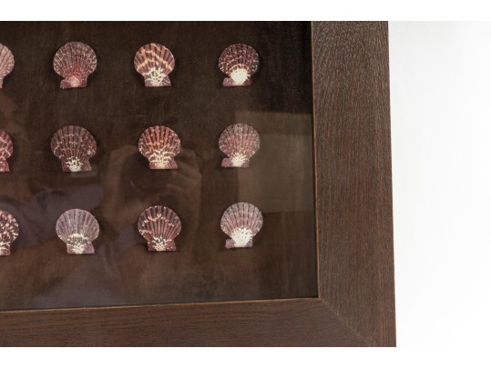Trio Of Framed Sea Shell Shadowbox Displays