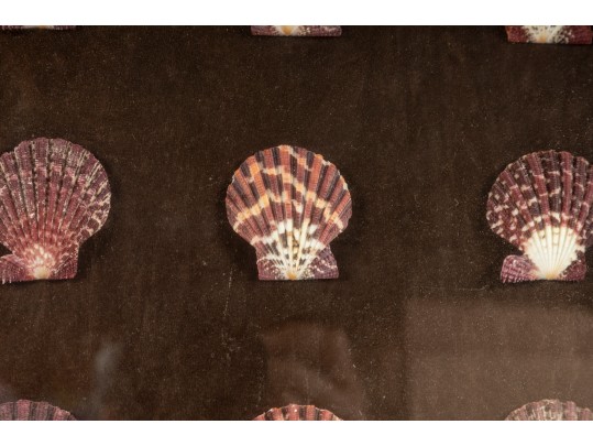 Trio Of Framed Sea Shell Shadowbox Displays