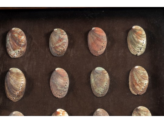 Trio Of Framed Sea Shell Shadowbox Displays