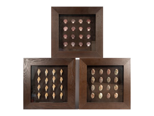 Trio Of Framed Sea Shell Shadowbox Displays