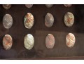 Trio Of Framed Sea Shell Shadowbox Displays