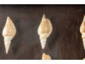 Trio Of Framed Sea Shell Shadowbox Displays