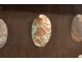 Trio Of Framed Sea Shell Shadowbox Displays