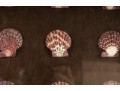 Trio Of Framed Sea Shell Shadowbox Displays