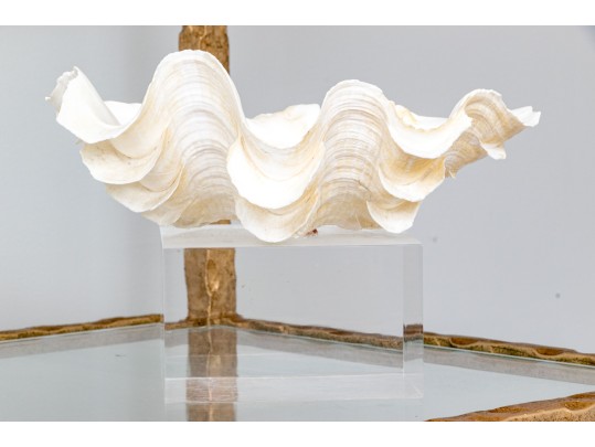 Decorative Clam Shell On Acrylic Base