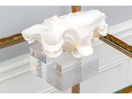Decorative Clam Shell On Acrylic Base