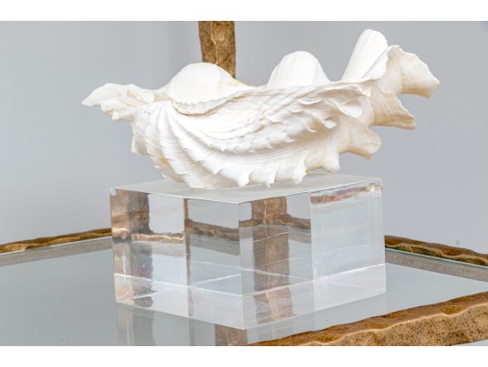 Decorative Clam Shell On Acrylic Base