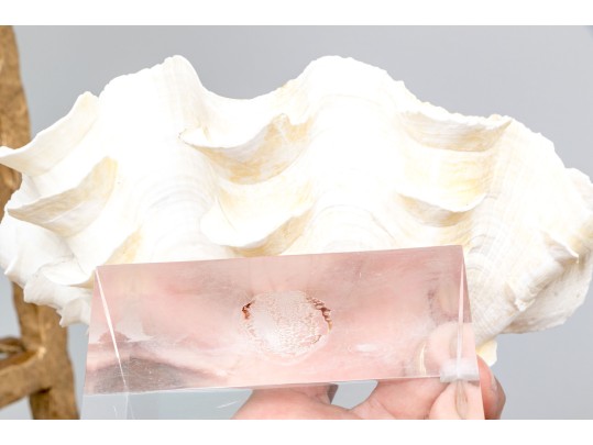Decorative Clam Shell On Acrylic Base
