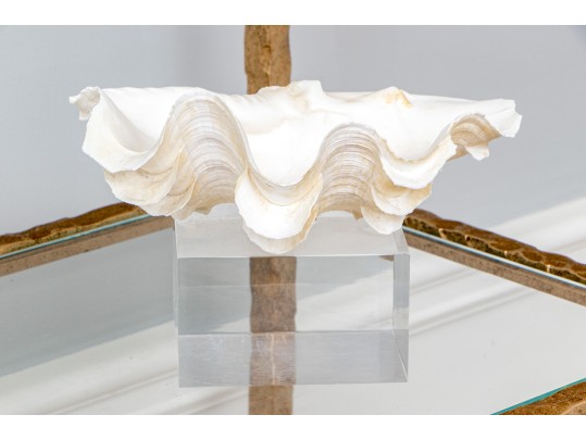 Decorative Clam Shell On Acrylic Base
