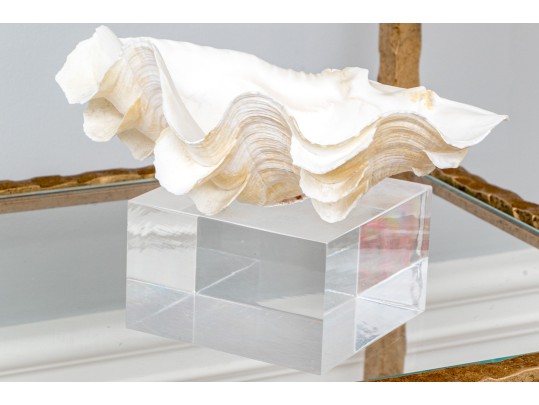 Decorative Clam Shell On Acrylic Base