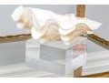 Decorative Clam Shell On Acrylic Base