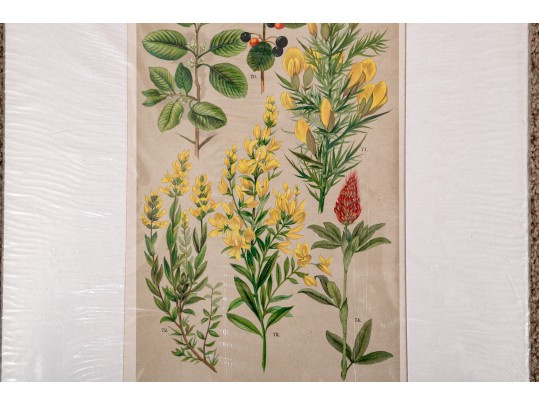 Large Assortment Of Vintage And Antique Prints