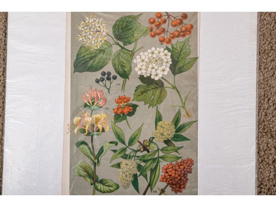 Large Assortment Of Vintage And Antique Prints