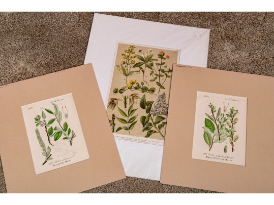 Large Assortment Of Vintage And Antique Prints