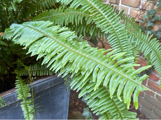 Pair Of Large Vintage Metallic Garden Urns