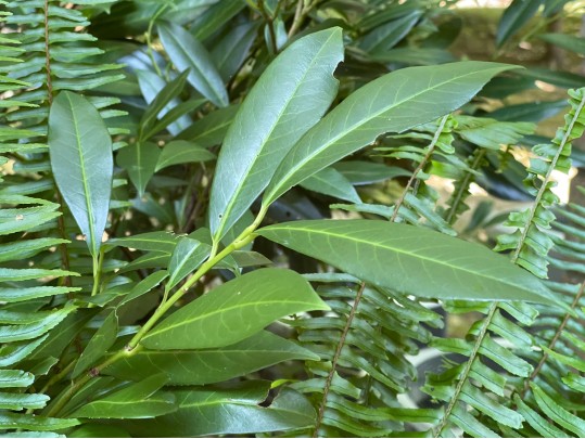 Pair Of Large Vintage Metallic Garden Urns