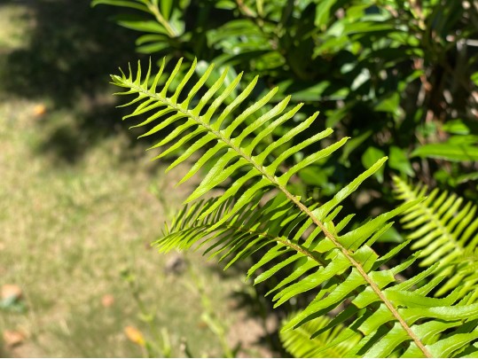 Pair Of Large Vintage Metallic Garden Urns