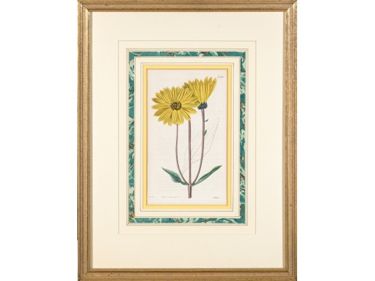 Dark Purple-Eyed Sunflower Helianthus Atrorubens Engraved By Weddell After John Curtis