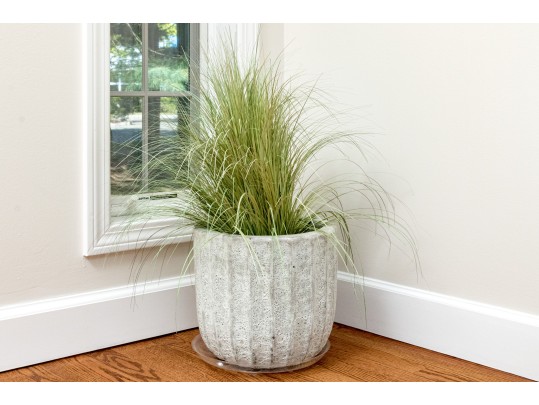 Morning Light Maiden Plant With Ceramic Planter 