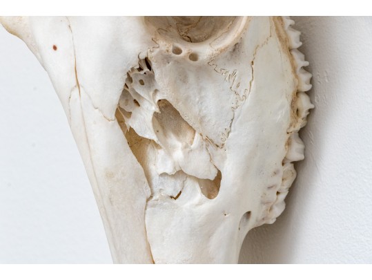 Decorative Deer Skull With Antlers