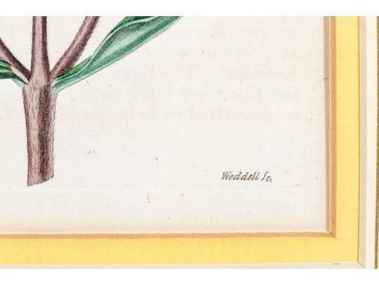 Dark Purple-Eyed Sunflower Helianthus Atrorubens Engraved By Weddell After John Curtis