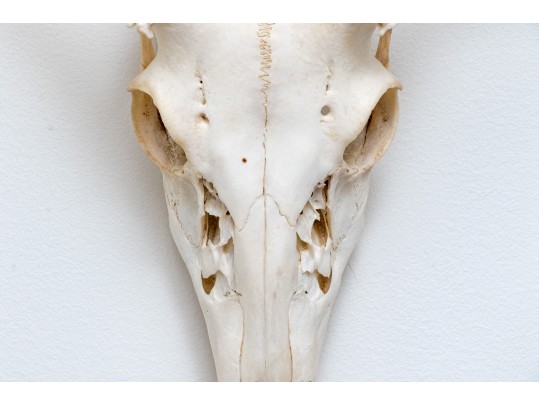 Decorative Deer Skull With Antlers