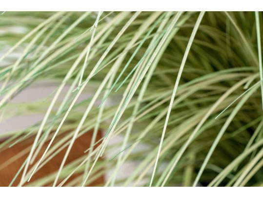 Morning Light Maiden Plant With Ceramic Planter 