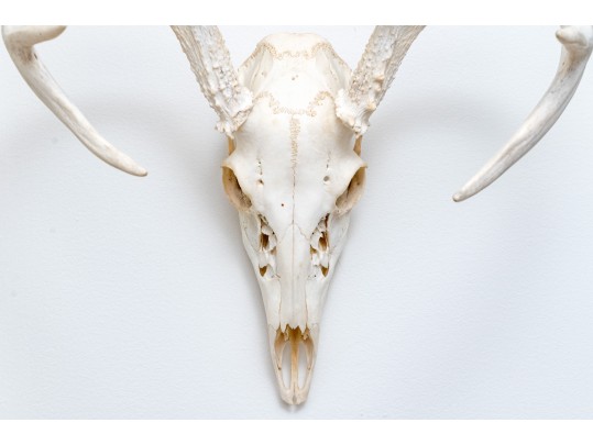 Decorative Deer Skull With Antlers