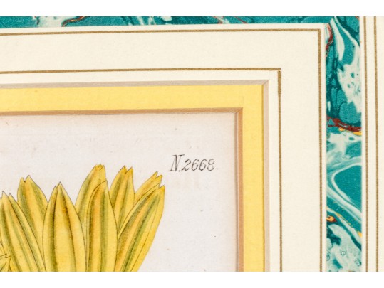 Dark Purple-Eyed Sunflower Helianthus Atrorubens Engraved By Weddell After John Curtis