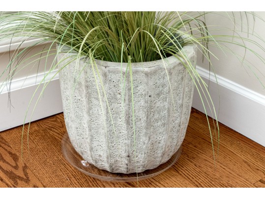 Morning Light Maiden Plant With Ceramic Planter 