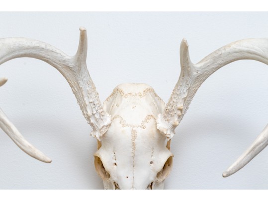 Decorative Deer Skull With Antlers