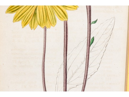 Dark Purple-Eyed Sunflower Helianthus Atrorubens Engraved By Weddell After John Curtis