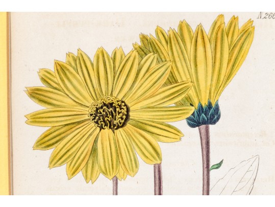 Dark Purple-Eyed Sunflower Helianthus Atrorubens Engraved By Weddell After John Curtis