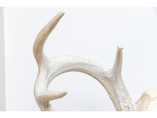 Decorative Deer Skull With Antlers
