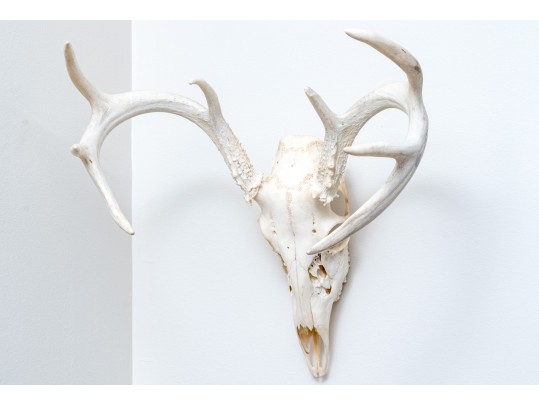 Decorative Deer Skull With Antlers