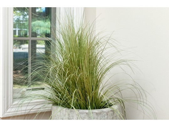 Morning Light Maiden Plant With Ceramic Planter 