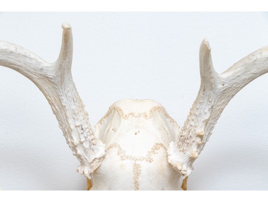 Decorative Deer Skull With Antlers