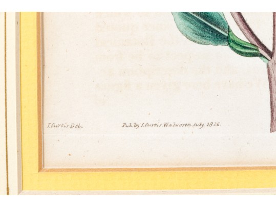 Dark Purple-Eyed Sunflower Helianthus Atrorubens Engraved By Weddell After John Curtis