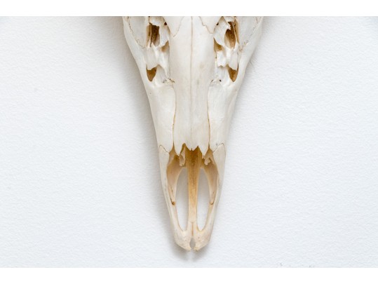 Decorative Deer Skull With Antlers