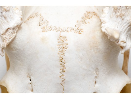 Decorative Deer Skull With Antlers